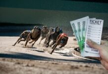 Online Sports Betting and Greyhounds Betting